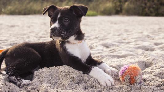 黑色与白色的小狗玩球4k超高清壁纸和背景的海滩上