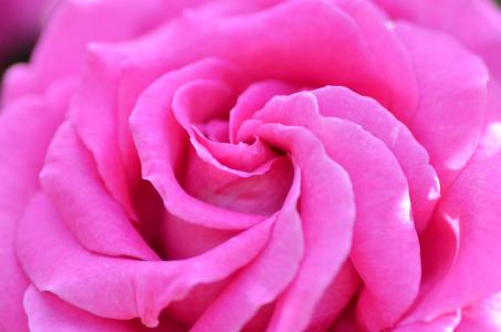 粉红色的玫瑰全高清壁纸和背景