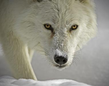 在雪中的白狼全高清壁纸和背景