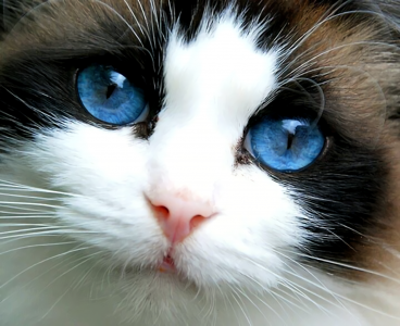 蓝眼睛的小猫壁纸和背景