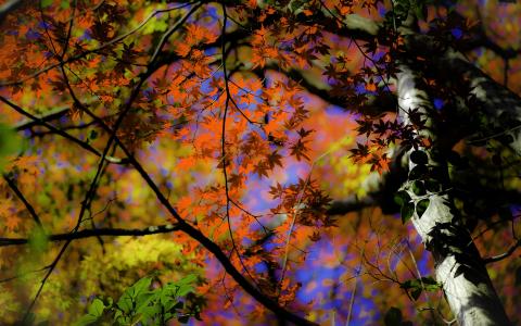 秋天的叶子全高清壁纸和背景图像