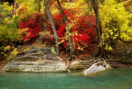 秋天河上的树全高清壁纸和背景图像