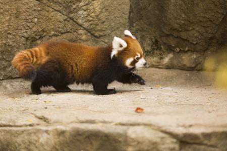 从芝加哥动物园4k超高清壁纸和背景的红熊猫