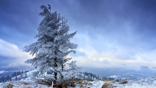 孤独的冬天树全高清壁纸和背景