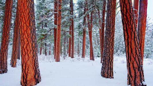 红木森林冬季全高清壁纸和背景图像