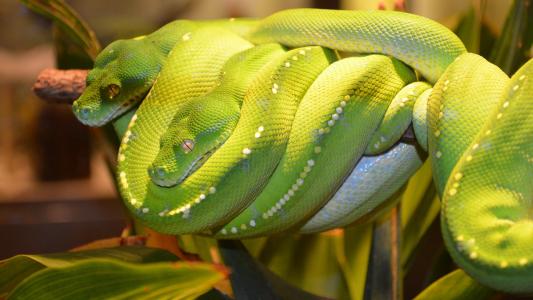 昆士兰博物馆全高清壁纸和背景的绿色树蟒蛇