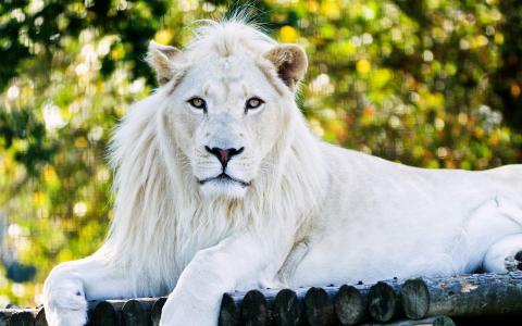 白狮子全高清壁纸和背景