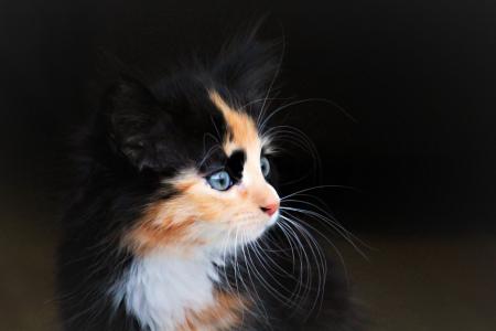 可爱的小猫全高清壁纸和背景