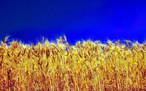 WHEAT [04] wheatfieldtriticum [18may2013saturday] [073256] [VersionOne]全高清壁纸和背景