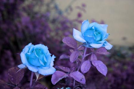 蓝玫瑰全高清壁纸和背景