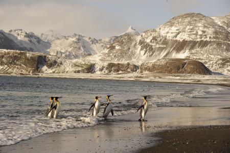 国王企鹅走出海洋4k超高清壁纸和背景