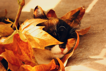 秋季猫全高清壁纸和背景