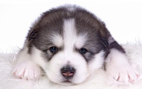 阿拉斯加雪橇犬年轻的小狗全高清壁纸和背景
