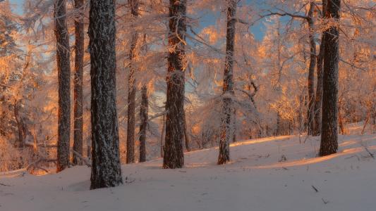 阳光在冬季森林全高清壁纸和背景
