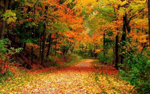 秋季森林中的路径全高清壁纸和背景