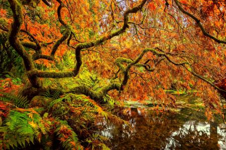 在秋季全高清壁纸和背景图像在西雅图久保田花园