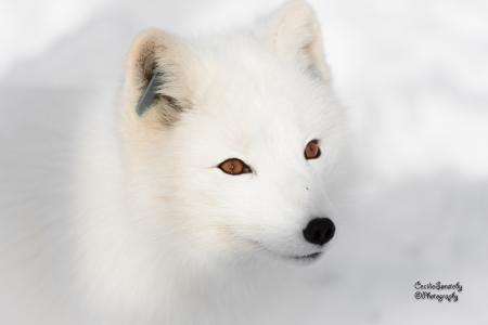 北极狐5k视网膜超高清壁纸和背景