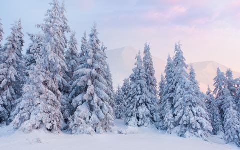 白色的冬季森林全高清壁纸和背景图像