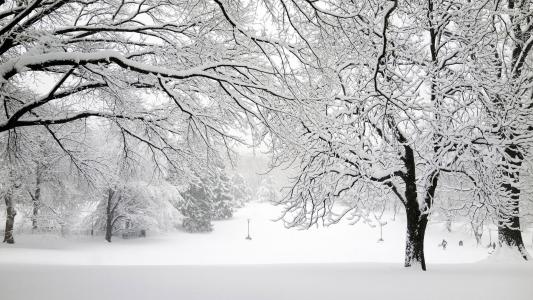 在冬季全高清壁纸和背景的冬季积雪的树木