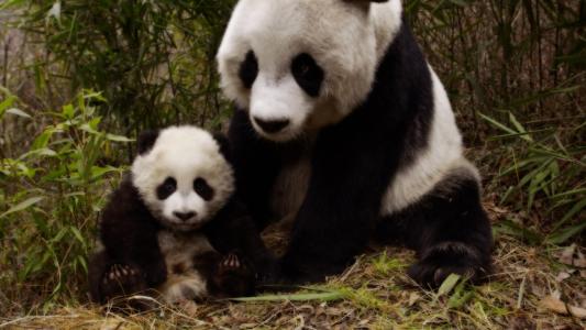 熊猫和她的幼崽全高清壁纸和背景