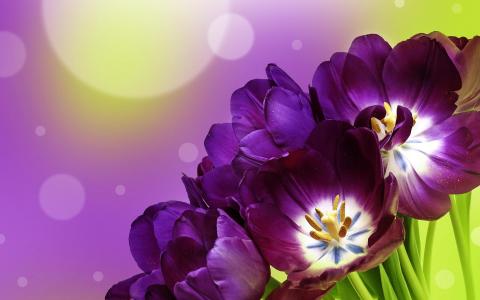 紫色郁金香全高清壁纸和背景图像
