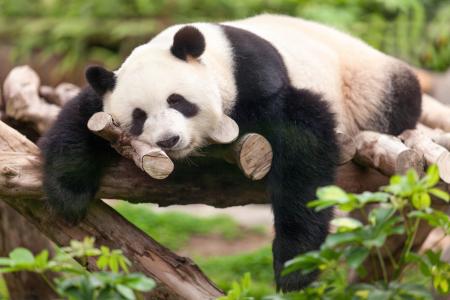 睡觉熊猫5k视网膜超高清壁纸和背景