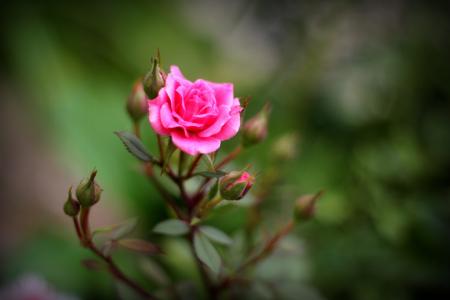 粉红玫瑰和玫瑰花蕾5k视网膜超高清壁纸和背景