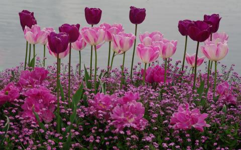 粉红色花园由湖全高清壁纸和背景
