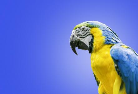 蓝色和黄色的金刚鹦鹉4k超高清壁纸和背景