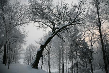 白雪皑皑的冬季森林全高清壁纸和背景
