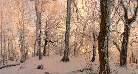 白雪皑皑的冬季森林4k超高清壁纸和背景