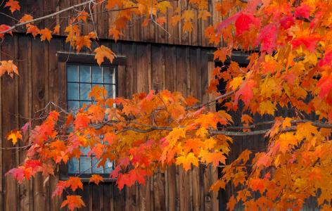 秋季分支全高清壁纸和背景图像