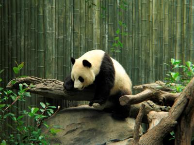 熊猫全高清壁纸和背景