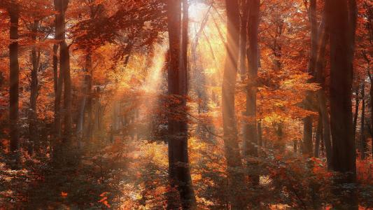 太阳照耀着秋季森林全高清壁纸和背景图像