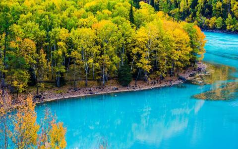 秋天的森林湖全高清壁纸和背景图像