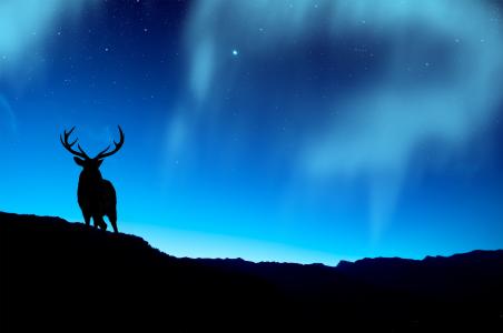 鹿和北极光5k视网膜超高清壁纸和背景