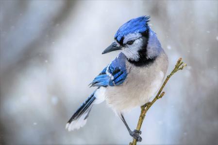 蓝色的杰伊,在下雪的冬天全高清壁纸和背景