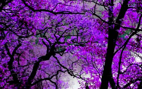 紫色花朵全高清壁纸和背景图像