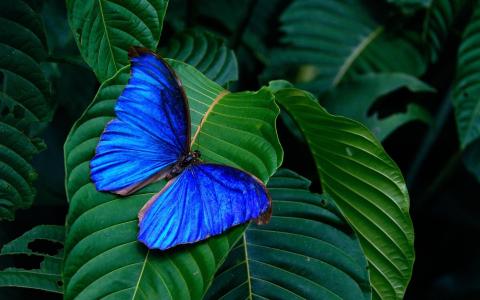 蓝色的Morpho蝴蝶全高清壁纸和背景