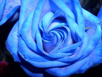 蓝色玫瑰墙纸和背景