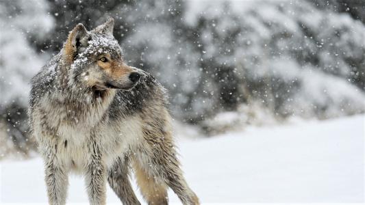 狼在白雪皑皑的森林全高清壁纸和背景
