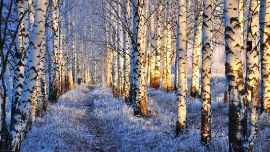 冬季桦木森林全高清壁纸和背景