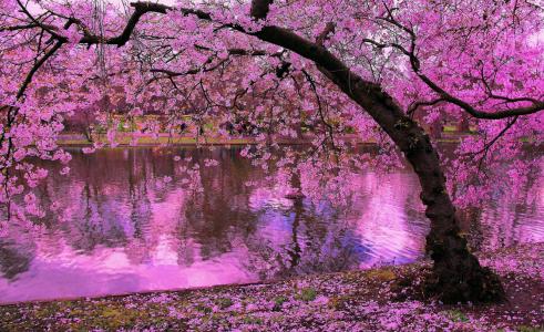 樱花树反映在池塘全高清壁纸和背景
