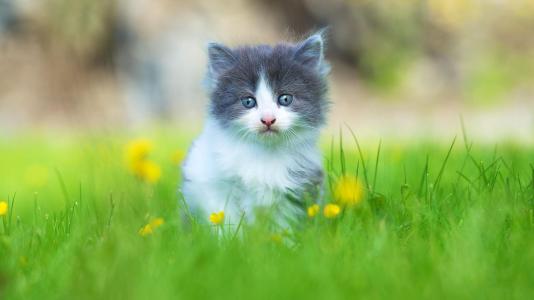 可爱的小猫在草全高清壁纸和背景