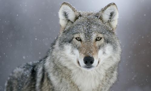 狼在雪天5k视网膜超高清壁纸和背景