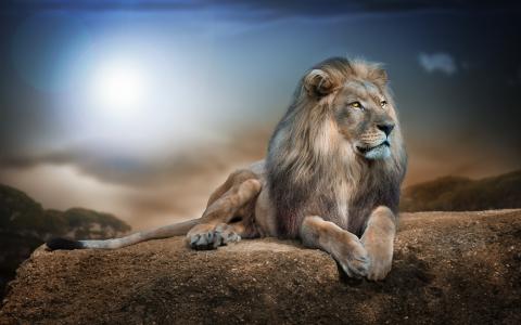 狮子,国王的野兽全高清壁纸和背景