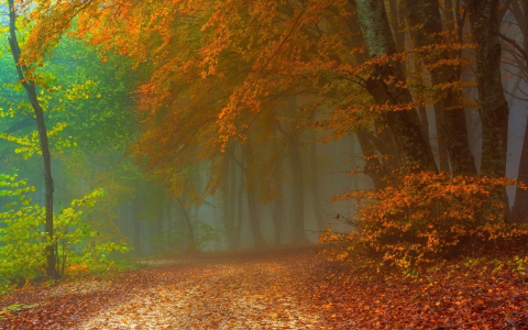 在朦胧的秋天森林全高清壁纸和背景的路径