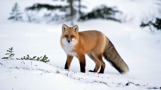红狐狸在雪全高清壁纸和背景