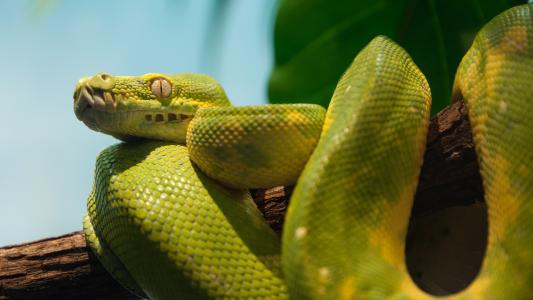 绿色Python 4k超高清壁纸和背景