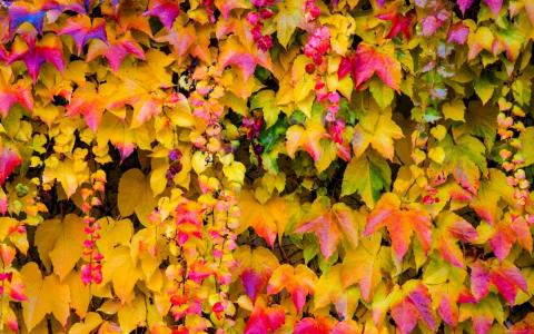 秋天的藤蔓壁纸和背景图像
